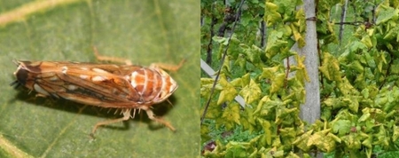 Trsna rumenica, ameriški škržat